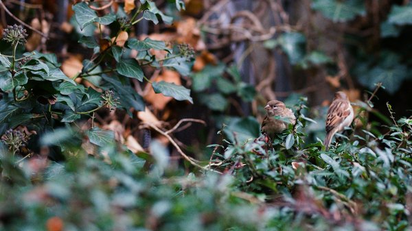 ¿Cómo manejar la agresividad entre mis perros?